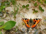 aglais_urticae_small_tortoise_shell_001.jpg