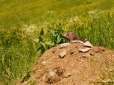 alpine_marmot_001.jpg