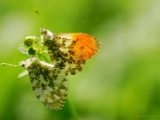 anthocharis_cardamines_orange_tip_mating_001.jpg