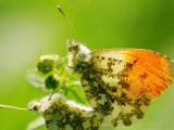 anthocharis_cardamines_orange_tip_mating_male_002.jpg