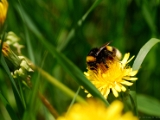 bumble_bee_001.jpg