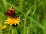 lasiommata_maera_large_wall_brown_male_001.jpg