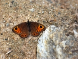 lasiommata_maera_large_wall_brown_male_002.jpg