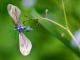 leptidea_wood_white_mating_002.jpg