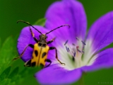 longhorn_beetle_001.jpg