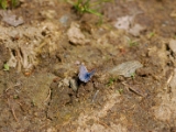 plebejus_aricia_nicias_silvery_argus_male_001.jpg