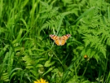 vanessa_cardui_painted_lady_001.jpg