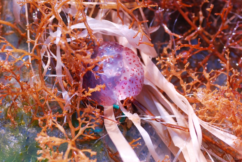 Mediterranean Jellyfish, @ Adriatic Sea by the Gallipoli coast, Puglia, Italy