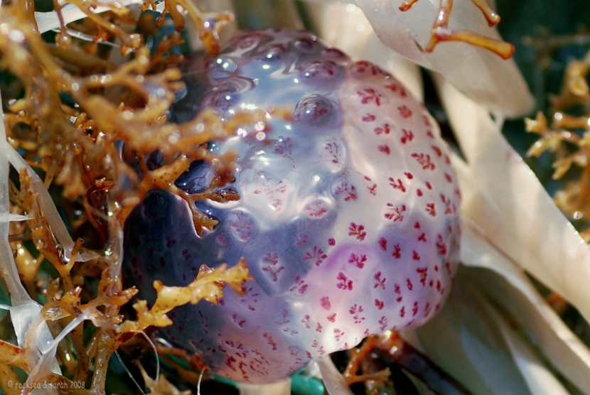 Mediterranean Jellyfish, @ Adriatic Sea by the Gallipoli coast, Puglia, Italy