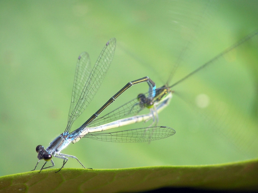 damselfly_mating_003 * damselflies mating at a pond. Noboribetsu, South Hokkaido * 1024 x 766 * (119KB)