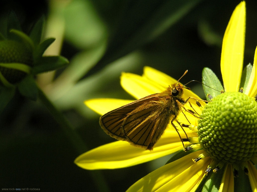 golden-skipper