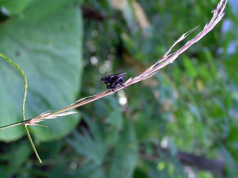 housefly_mating_001
