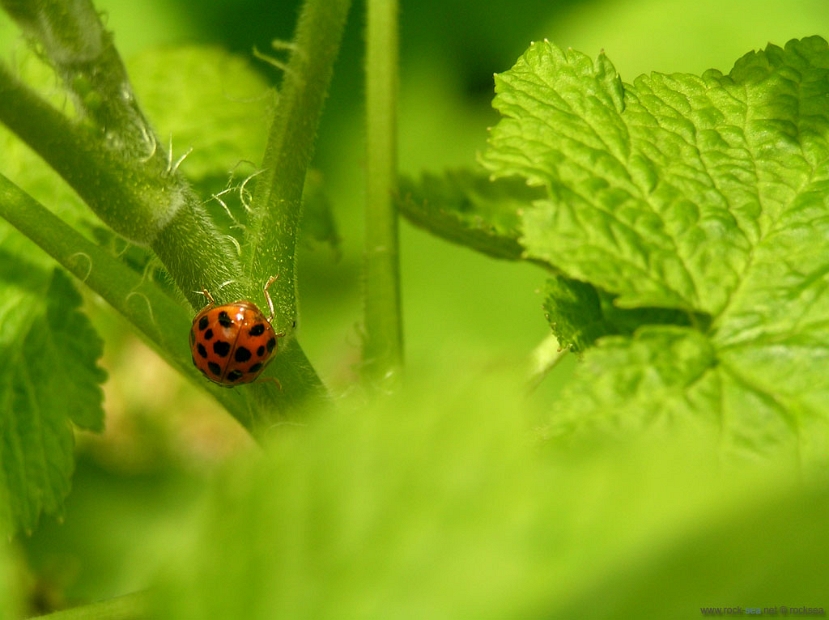 lady-bug-1 * Lady Bug @ Hokkaido University Botanical Gardens, Sapporo. * 1024 x 766 * (138KB)