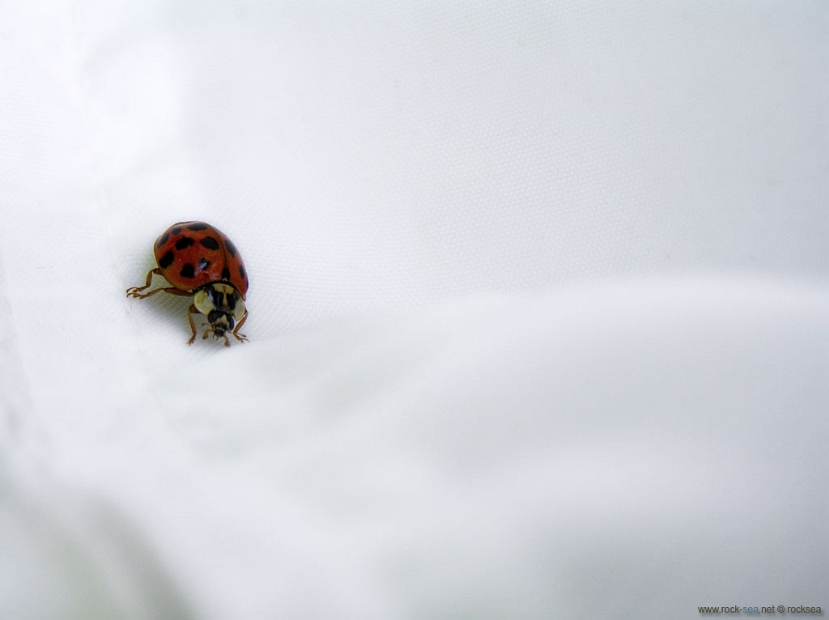 lady-bug-2 * The Lady Bug flew on to my jacket while I was photographing it. Hokkaido University Botanical Gardens, Sapporo. * 1024 x 766 * (75KB)