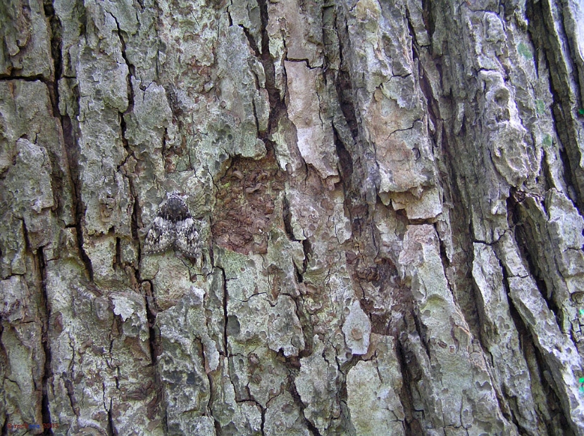 moth_camoflague_001