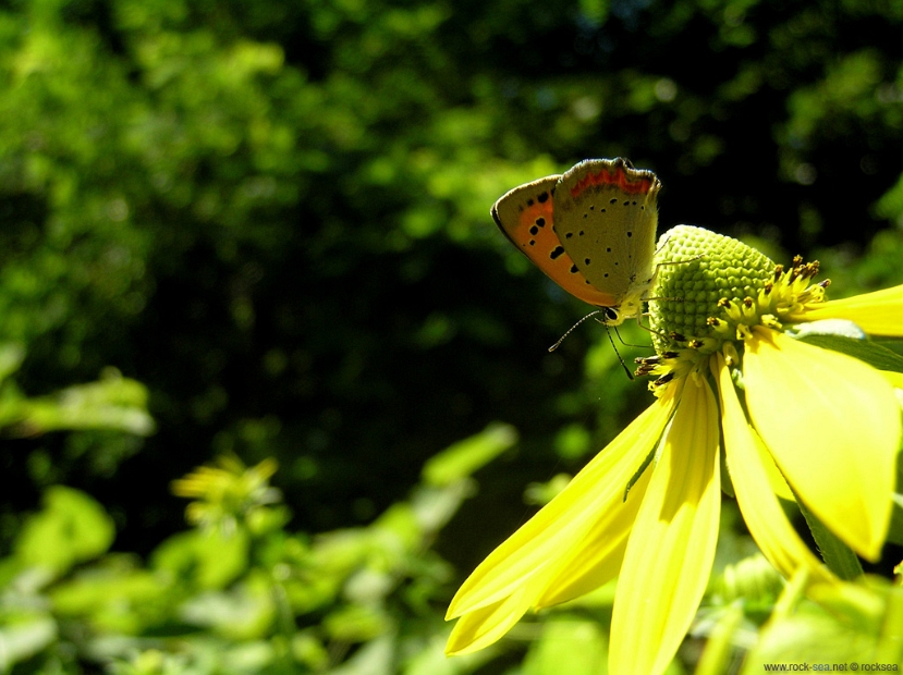 small-copper-butterfly-1