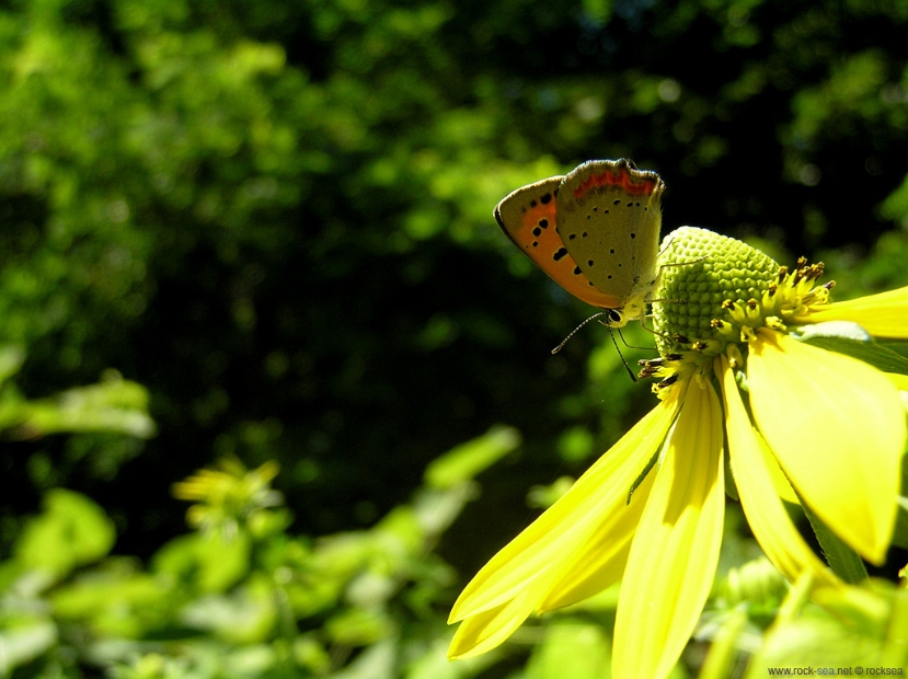 small-copper-butterfly-1 * The Small Copper or the Common Copper, Lycaena phlaeas Family: Lycaenidae. Known as beni shijimi. beni means red in japanese. Widespread and common across Europe, Asia and North America.. * The Small Copper or the Common Copper, Lycaena phlaeas Family: Lycaenidae. Known as beni shijimi. beni means red in japanese. Widespread and common across Europe, Asia and North America.. * 1024 x 766 * (268KB)