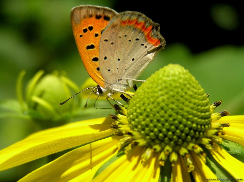 small-copper-butterfly-2