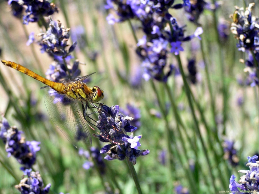 sympetrum-lavender * of lavenders and dragonflies.. a dragonfly of the genus sympetrum @ the Lavender fields of Furano * of lavenders and dragonflies.. a dragonfly of the genus sympetrum @ the Lavender fields of Furano * 1024 x 766 * (192KB)