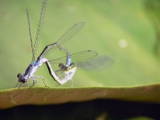 damselfly_mating_001 * damselflies mating at a pond. Noboribetsu, South Hokkaido * 1024 x 766 * (105KB)