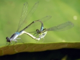 damselfly_mating_002 * damselflies mating at a pond. Noboribetsu, South Hokkaido * 1024 x 766 * (107KB)