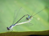 damselfly_mating_003.jpg