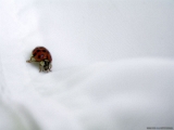 lady-bug-2.jpg