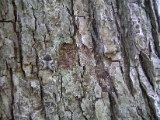 moth_camoflague_001.jpg