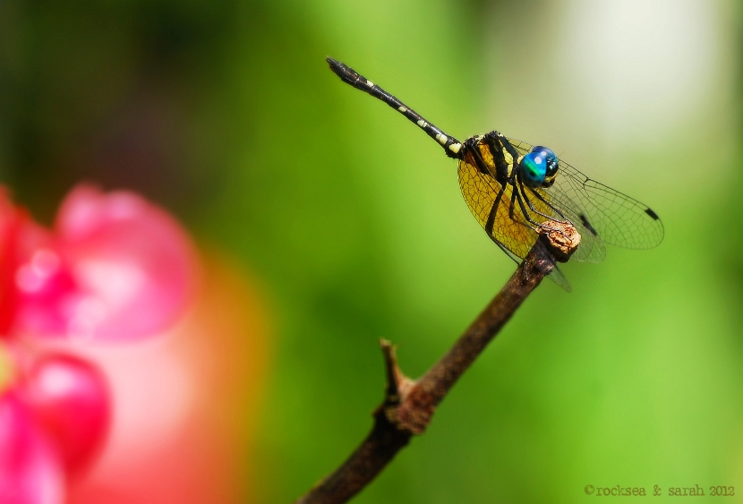 blue darner, anax immaculifrons