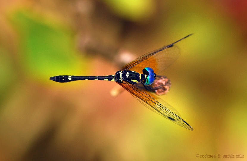 anax immaculifrons, blue darner