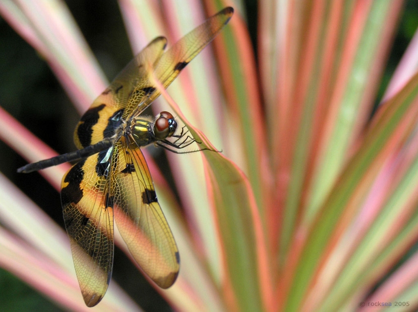 Common Picture Wing Dragonfly, Rhyothemis variegata variegata (male).